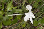 Nightflowering wild petunia